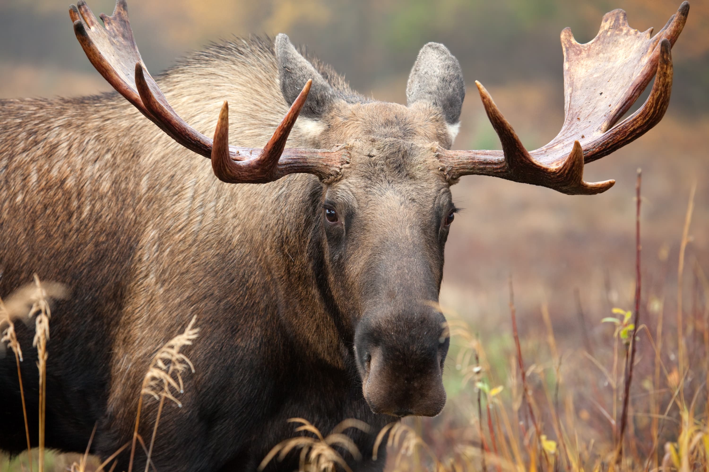 close up of a moose