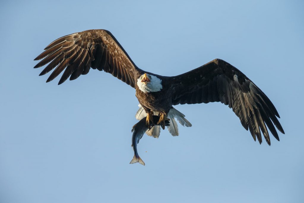 bald eagle flying while holding a salmon in its talons