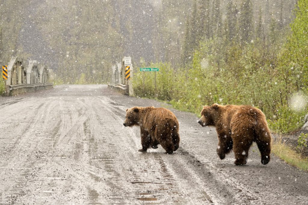 two grizzly bears walking on Dempster Highway in the snow