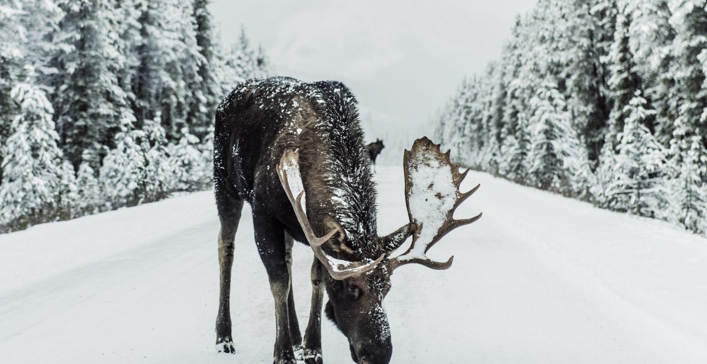 Moose Licks Salt on Snow Covered Road Surrounded by Snow Covered Pine Trees